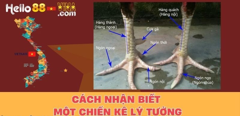 Cách Nhận Biết Một Chiến Kê Lý Tưởng