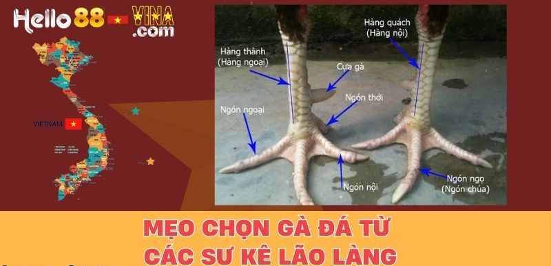 Mẹo Chọn Gà Đá Từ Các Sư Kê Lão Làng