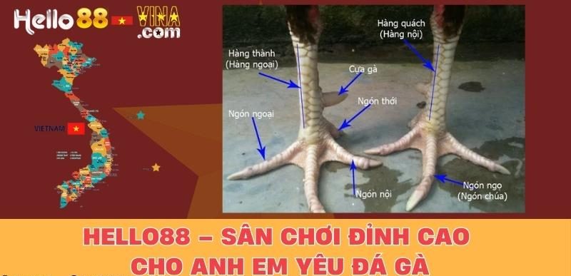 Hello88 – Sân Chơi Đỉnh Cao Cho Anh Em Yêu Đá Gà