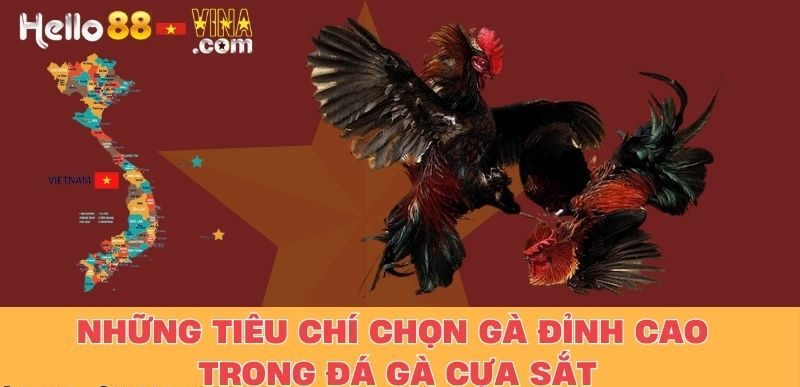 Những Tiêu Chí Chọn Gà Đỉnh Cao Trong Đá Gà Cựa Sắt